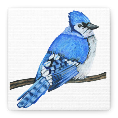 Blue Jay on Branch, Matte Canvas, Stretched, 1.25"