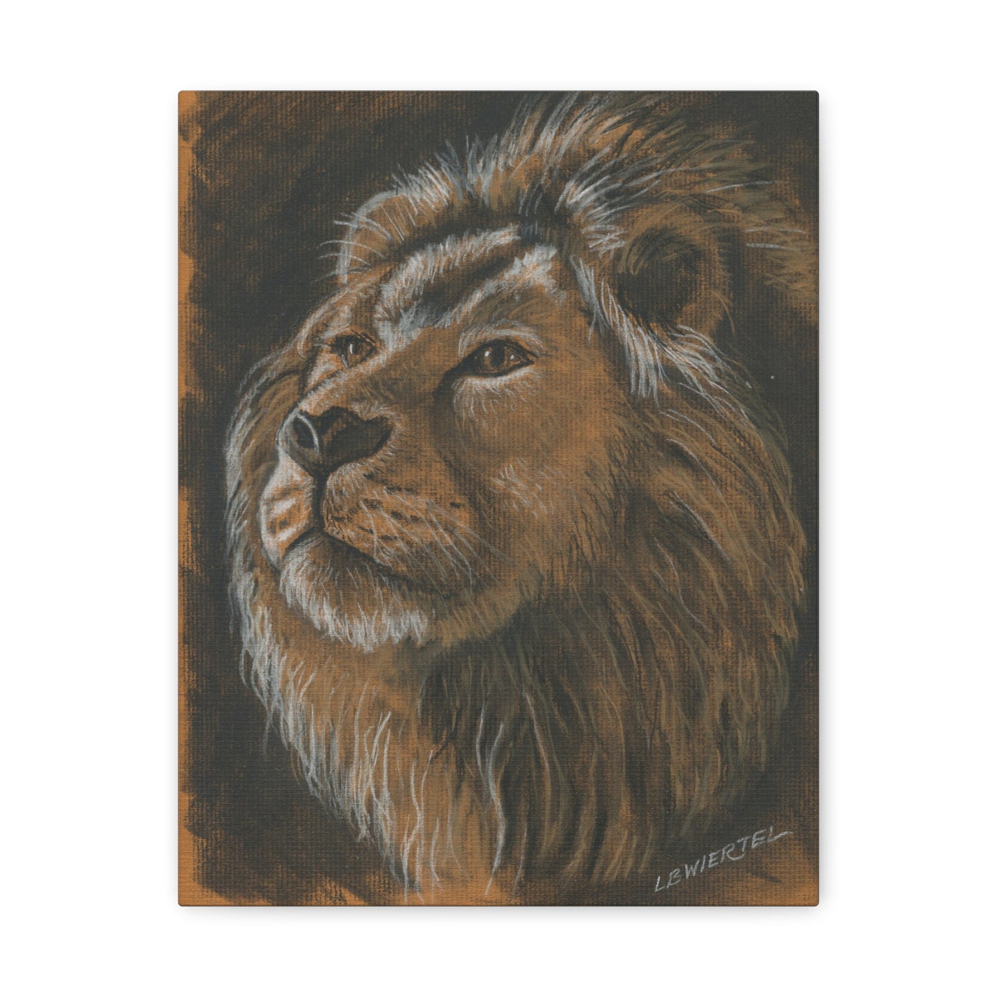 "Lion Study #1" Canvas Gallery Wrap