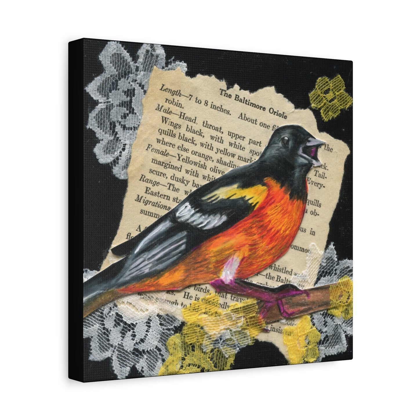Baltimore Oriole Art Canvas - Vintage Bird Illustration on Stretched Matte Canvas