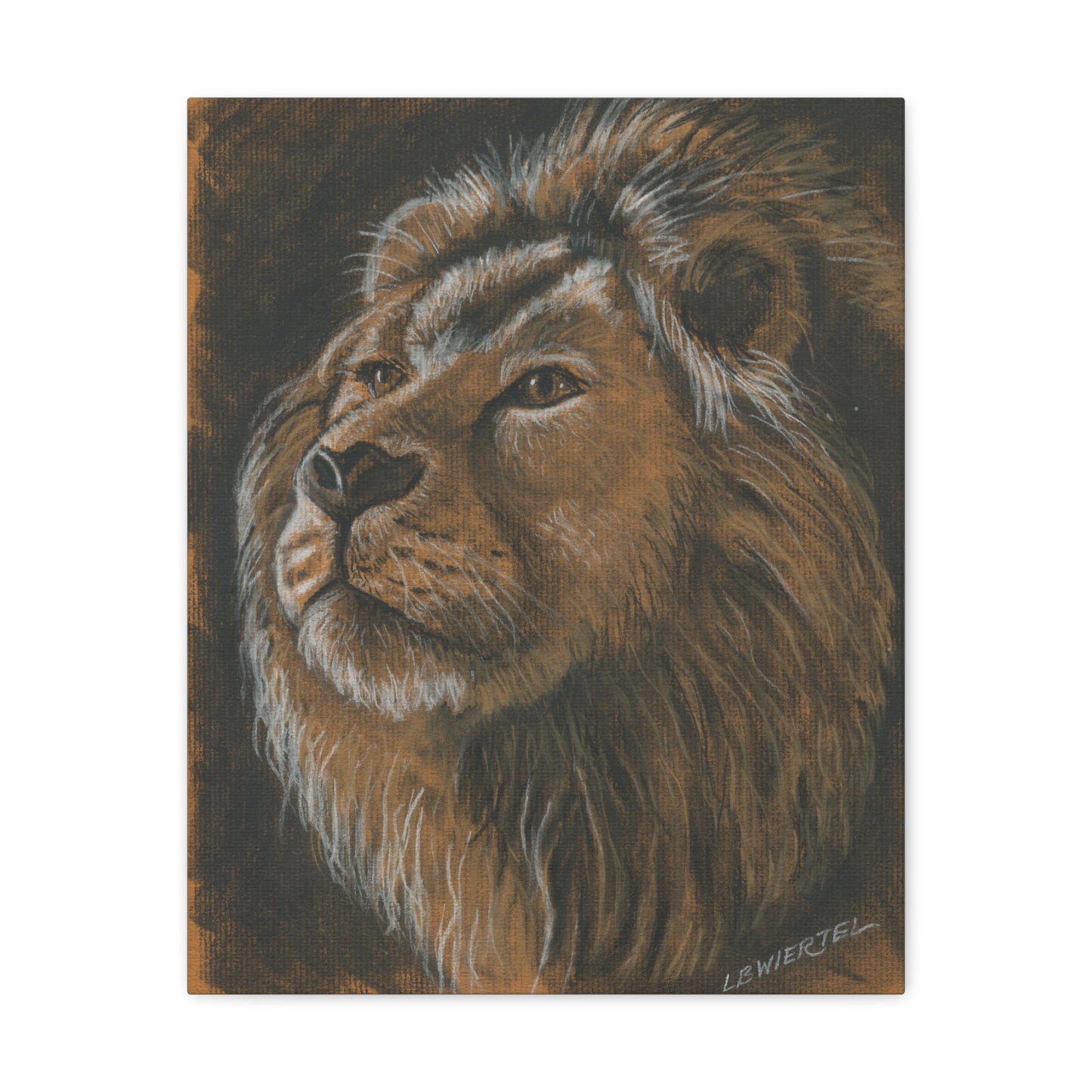 "Lion Study #1" Canvas Gallery Wrap