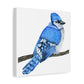 Blue Jay on Branch, Matte Canvas, Stretched, 1.25"