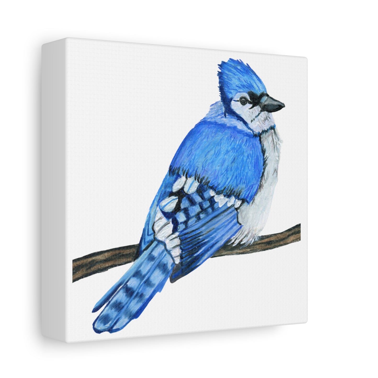 Blue Jay on Branch, Matte Canvas, Stretched, 1.25"