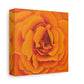 Orange Rose Floral Canvas Wall Art — Matte Stretched Canvas