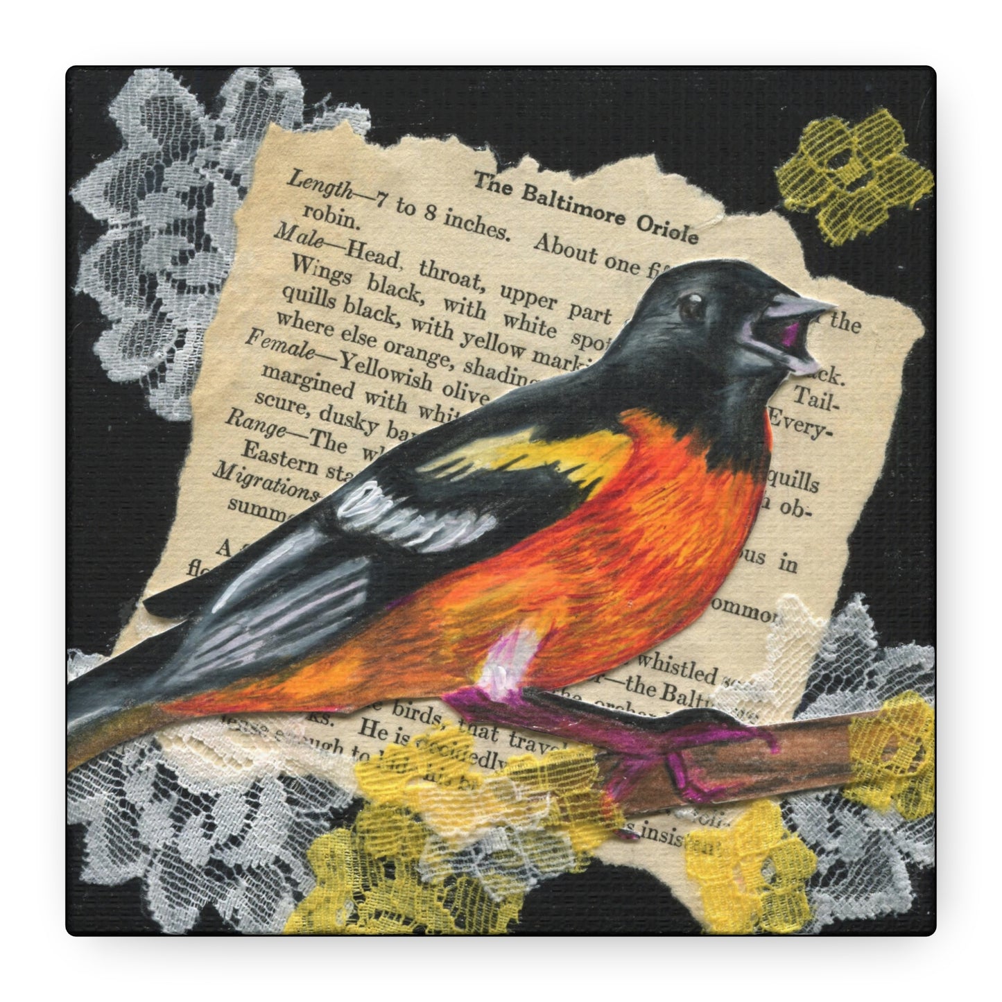 Baltimore Oriole Art Canvas - Vintage Bird Illustration on Stretched Matte Canvas
