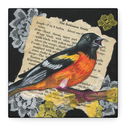 Baltimore Oriole Art Canvas - Vintage Bird Illustration on Stretched Matte Canvas