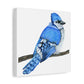 Blue Jay on Branch, Matte Canvas, Stretched, 1.25"