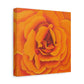 Orange Rose Floral Canvas Wall Art — Matte Stretched Canvas