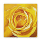 Yellow Rose Canvas Art — Stretched Matte Floral Wall Decor