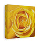 Yellow Rose Canvas Art — Stretched Matte Floral Wall Decor