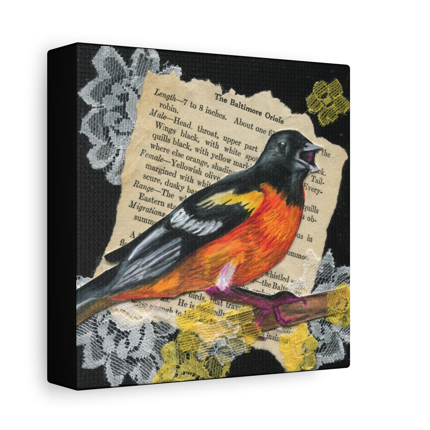 Baltimore Oriole Art Canvas - Vintage Bird Illustration on Stretched Matte Canvas