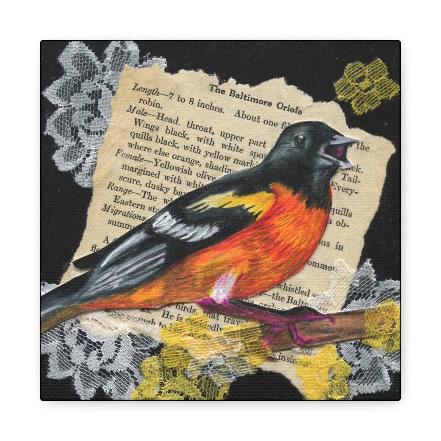 Baltimore Oriole Art Canvas - Vintage Bird Illustration on Stretched Matte Canvas