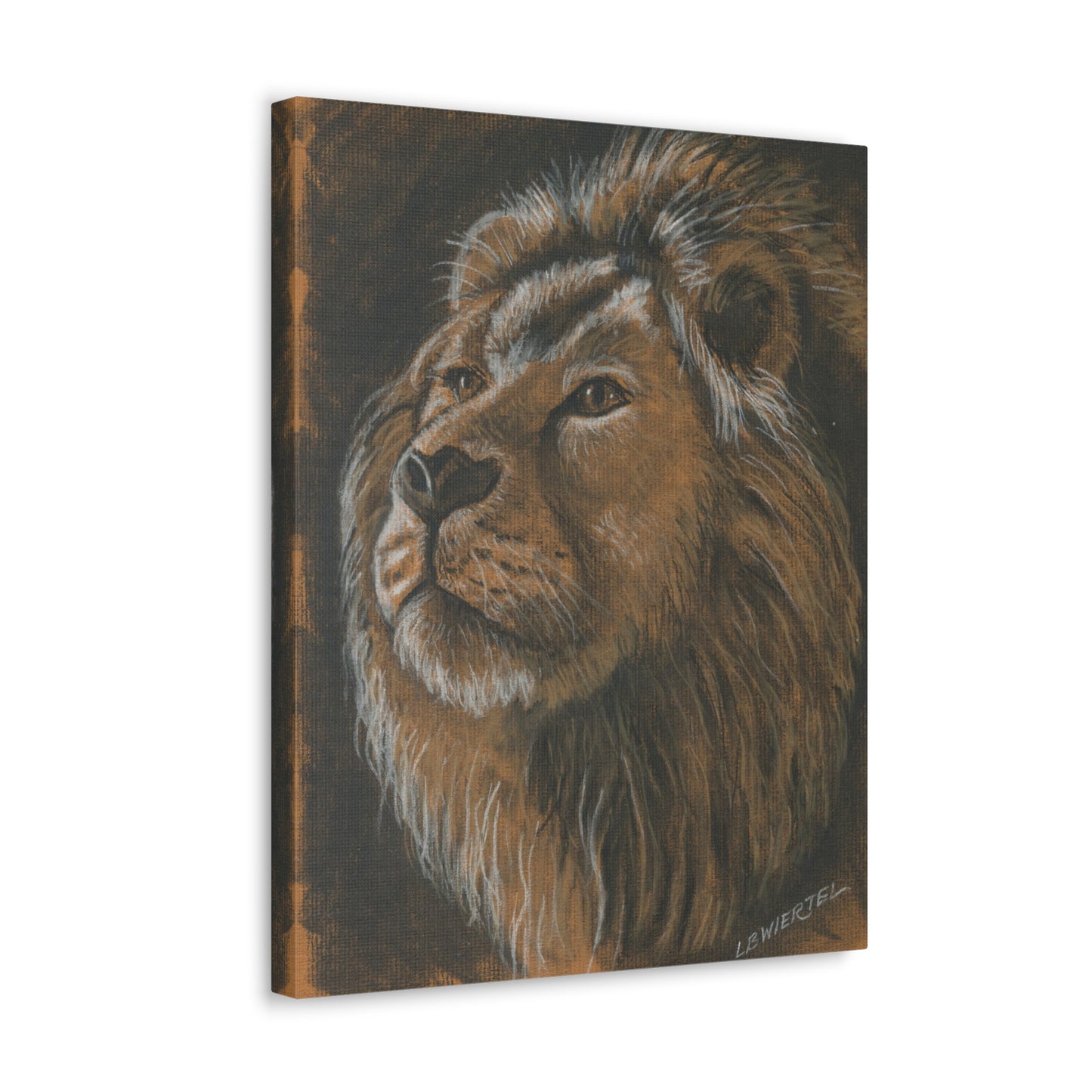 "Lion Study #1" Canvas Gallery Wrap