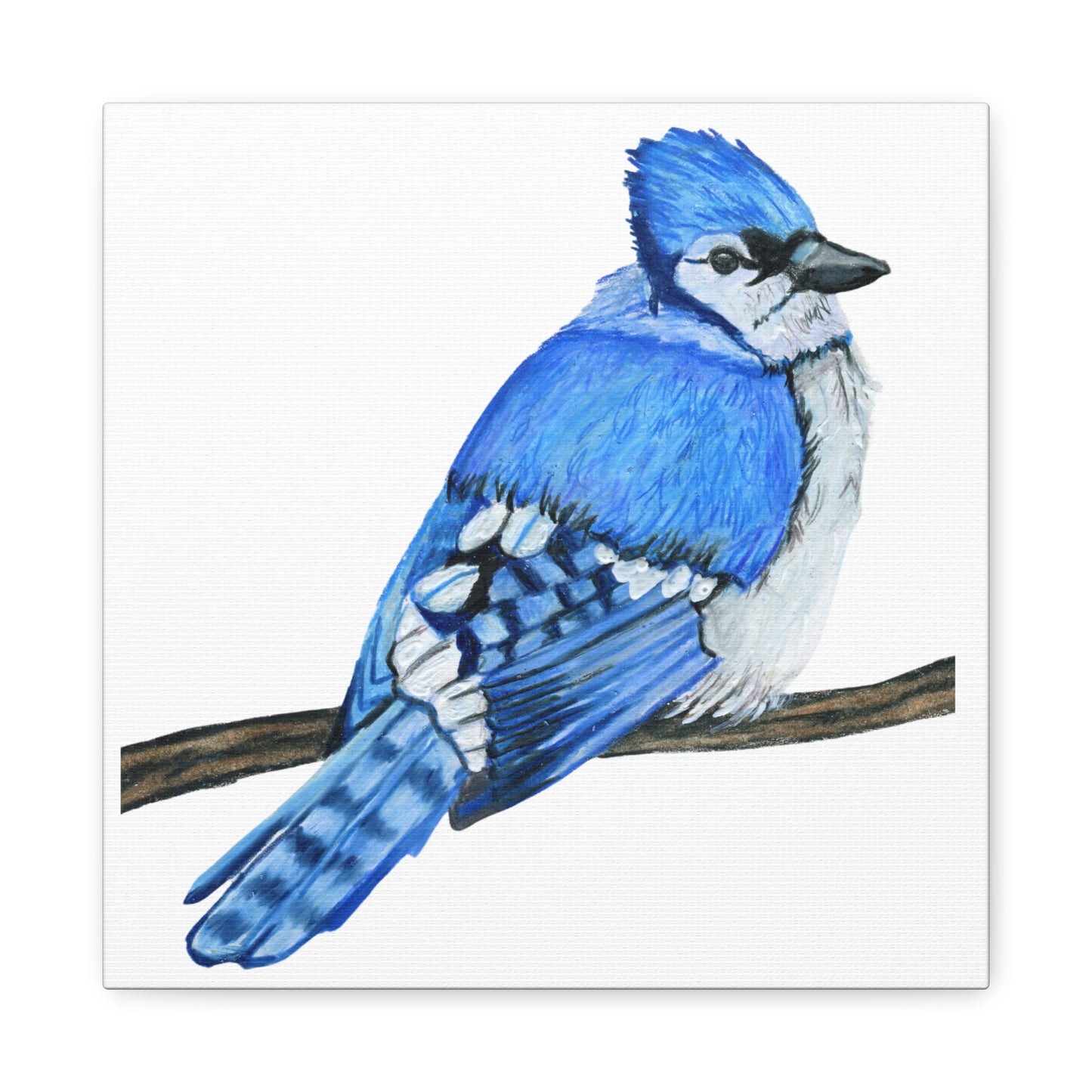 Blue Jay on Branch, Matte Canvas, Stretched, 1.25"