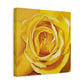 Yellow Rose Canvas Art — Stretched Matte Floral Wall Decor