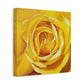 Yellow Rose Canvas Art — Stretched Matte Floral Wall Decor