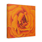 Orange Rose Floral Canvas Wall Art — Matte Stretched Canvas