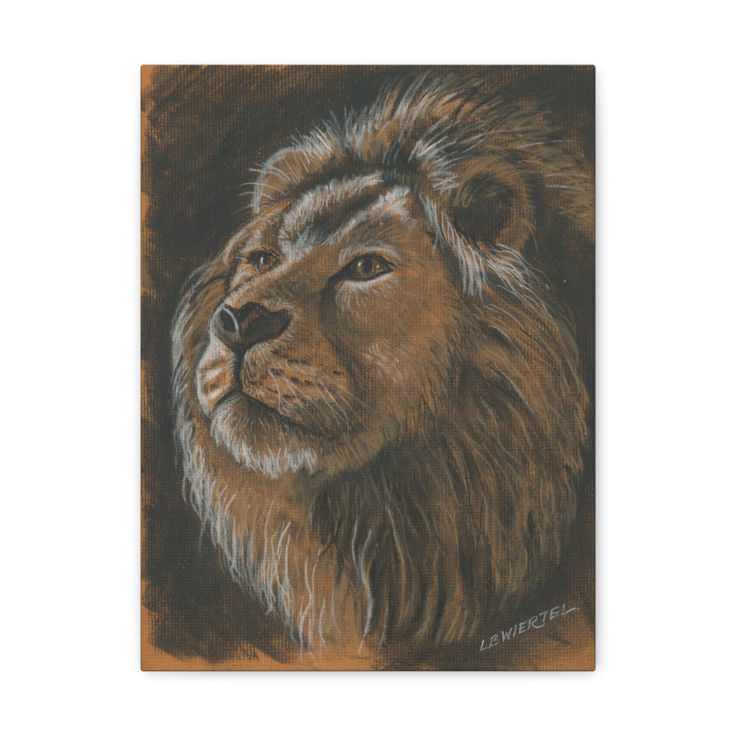 "Lion Study #1" Canvas Gallery Wrap