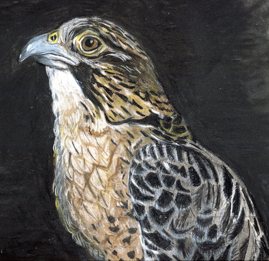 "Peregrine Falcon, pastels on charcoal paper, 9"x12, matted and framed