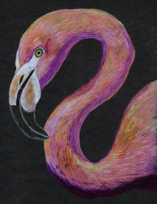 "Flamingo Study #1", Prismacolor pencils on mixed media paper, 9"x12"