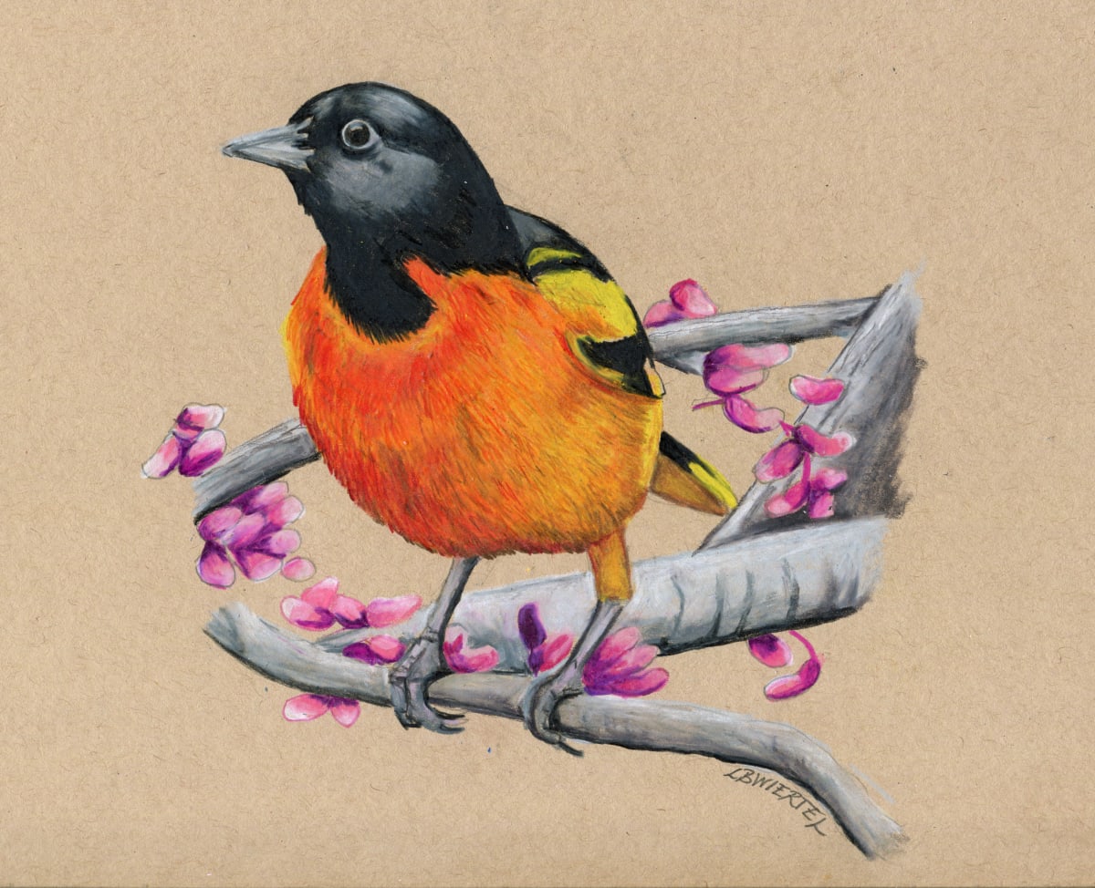 "Oriole with Redbuds", Inktense painting on mixed media paper, 9"x12"