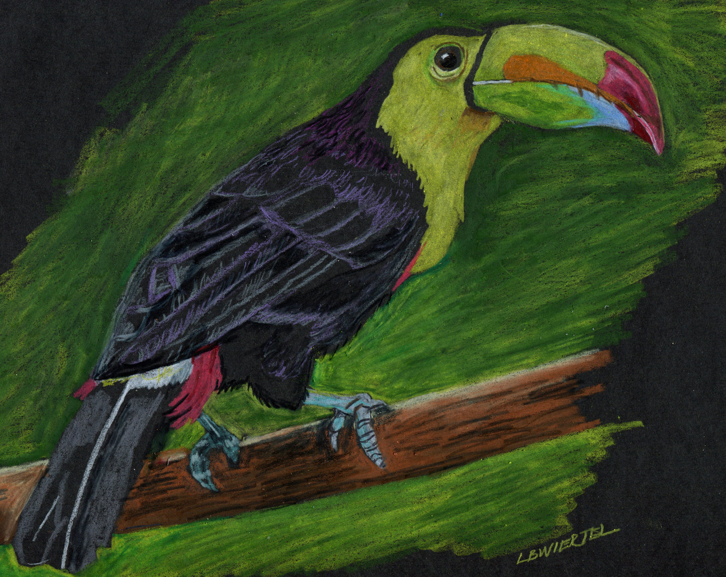 Toucan, Prismacolor Pencils on Mixed Media Paper, 9"x12", framed